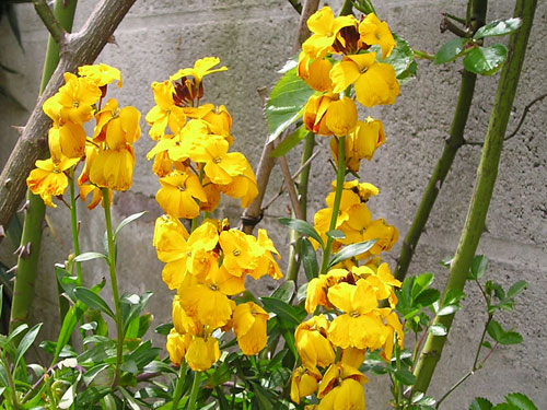 des giroflées