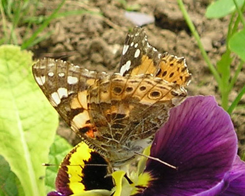 Vanesse Belle Dame Vanessa Cardui (photo Joce)