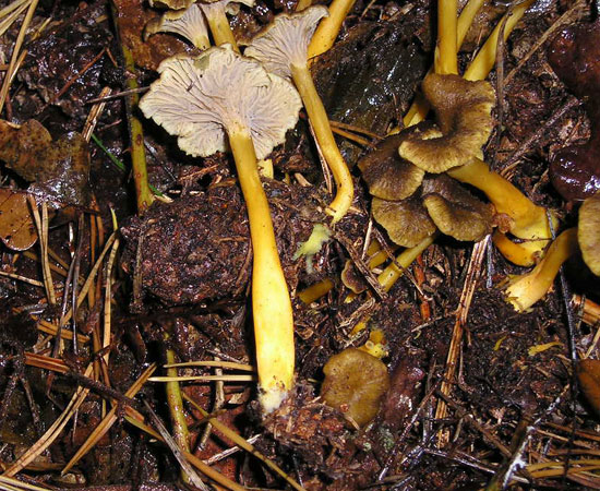 chanterelle jaune (à pied jaune) - photo Joce