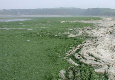 Moins d'échouages d'algues vertes en Côtes-d'Armor, mais la baie de  Saint-Brieuc reste très touchée