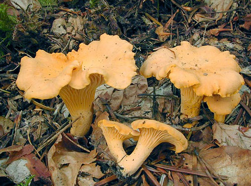 girolles