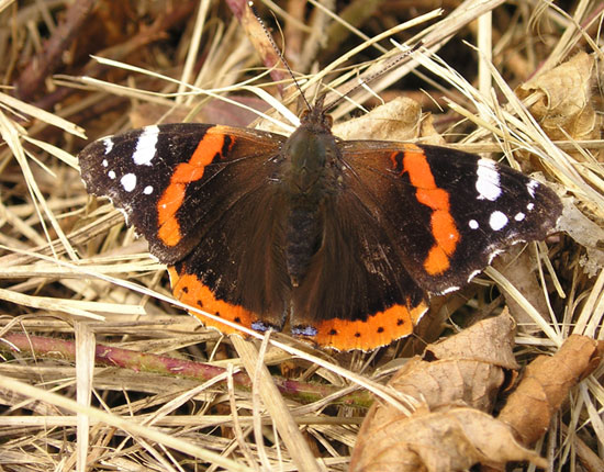 Papillon Vulcain (vanessa atalanta) - photo Joce