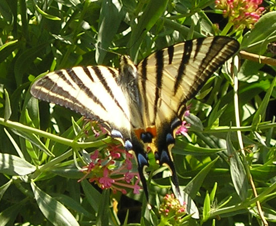 papillon Flambé - photo Joce