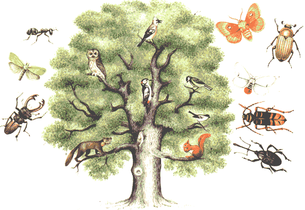 Faune et insectes dans le chêne
