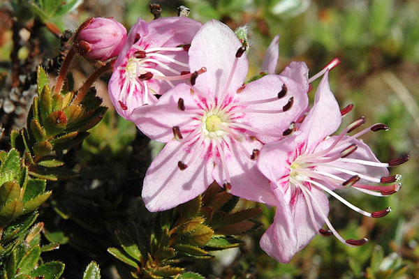 ciste naine fleurs rhodothamnus chamaecistus