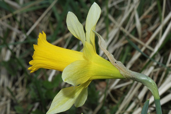 Fleur de narcisse jonquille