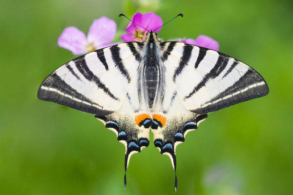 Papillon flambé ( Iphiclides podalirius)