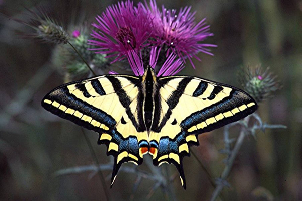 Papillon  Machaon