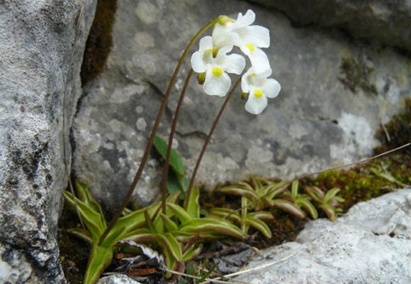 Grassette des Alpes (Pinguicula alpina L.)