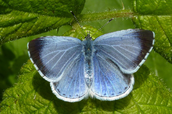 Papillon femelle azuré des nerprins