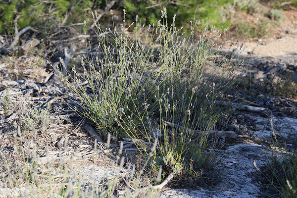 Lavandula latifolia - lavande aspic