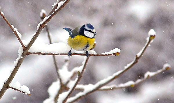 Mésange charbonnière en hiver
