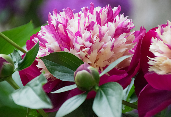 pivoine
