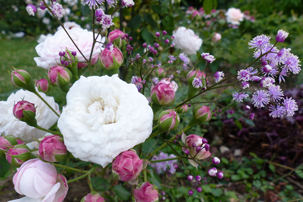 floraison vaporeuse...