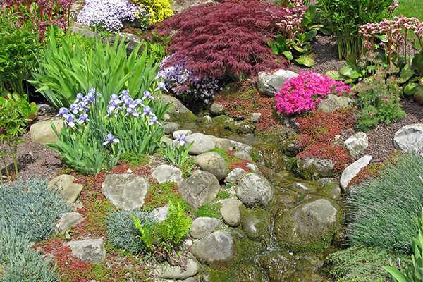 Plantes alpines pour mini rocaille - La terre est un jardin