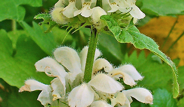ortie blanche - fleurs
