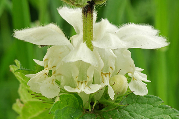 Ortie blanche - plan fleurs