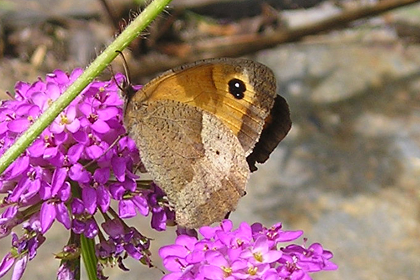 Papillon amaryllis dessous des ailes 